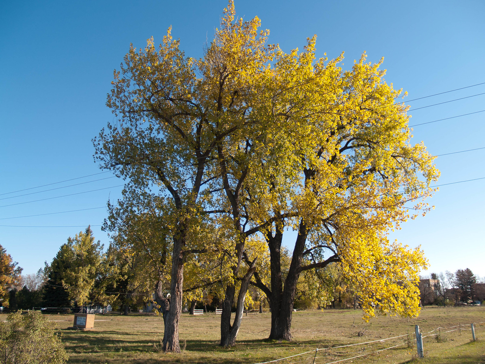 Extension horticulturetrees Trees and Shrubs NDSU Agriculture